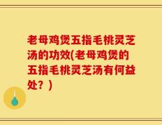老母鸡煲五指毛桃灵芝汤的功效(老母鸡煲的五指毛桃灵芝汤有何益处？)