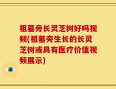 祖墓旁长灵芝树好吗视频(祖墓旁生长的长灵芝树或具有医疗价值视频展示)