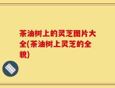 茶油树上的灵芝图片大全(茶油树上灵芝的全貌)