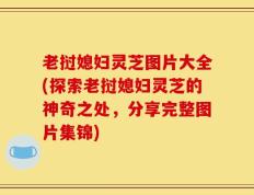 老挝媳妇灵芝图片大全(探索老挝媳妇灵芝的神奇之处，分享完整图片集锦)