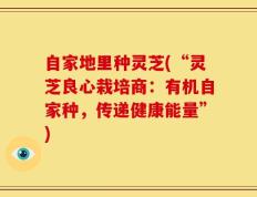 自家地里种灵芝(“灵芝良心栽培商：有机自家种，传递健康能量”)