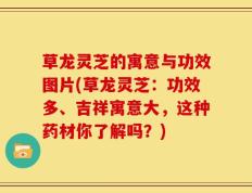 草龙灵芝的寓意与功效图片(草龙灵芝：功效多、吉祥寓意大，这种药材你了解吗？)