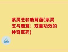 紫灵芝和鹿茸菌(紫灵芝与鹿茸：双重功效的神奇草药)