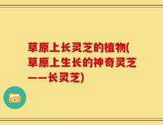 草原上长灵芝的植物(草原上生长的神奇灵芝——长灵芝)