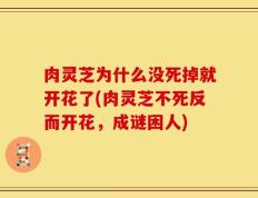 肉灵芝为什么没死掉就开花了(肉灵芝不死反而开花，成谜困人)