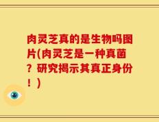 肉灵芝真的是生物吗图片(肉灵芝是一种真菌？研究揭示其真正身份！)