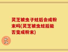 灵芝被虫子蛀后会成粉末吗(灵芝被虫蛀后能否变成粉末)