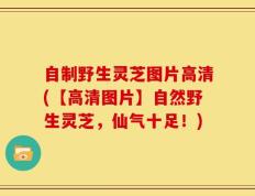 自制野生灵芝图片高清(【高清图片】自然野生灵芝，仙气十足！)