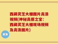 西藏灵芝大棚图片高清视频(神秘高原之宝：西藏灵芝大棚现场视频及高清图片)