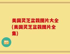 美国灵芝盆栽图片大全(美国灵芝盆栽图片全集)