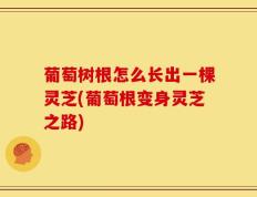 葡萄树根怎么长出一棵灵芝(葡萄根变身灵芝之路)