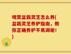 观赏盆栽灵芝怎么养(盆栽灵芝养护指南，教你正确养护不易凋谢！)