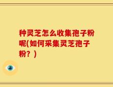 种灵芝怎么收集孢子粉呢(如何采集灵芝孢子粉？)