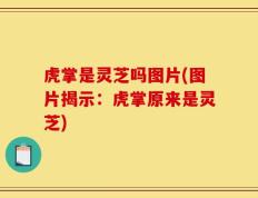 虎掌是灵芝吗图片(图片揭示：虎掌原来是灵芝)