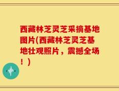 西藏林芝灵芝采摘基地图片(西藏林芝灵芝基地壮观照片，震撼全场！)