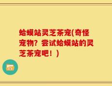 蛤蟆站灵芝茶宠(奇怪宠物？尝试蛤蟆站的灵芝茶宠吧！)