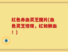 红色赤血灵芝图片(血色灵芝惊现，红如鲜血！)