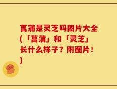 菖蒲是灵芝吗图片大全(「菖蒲」和「灵芝」长什么样子？附图片！)