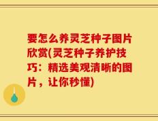 要怎么养灵芝种子图片欣赏(灵芝种子养护技巧：精选美观清晰的图片，让你秒懂)