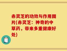 赤灵芝的功效与作用图片(赤灵芝：神奇的中草药，带来多重健康好处)