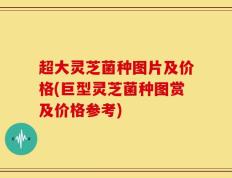 超大灵芝菌种图片及价格(巨型灵芝菌种图赏及价格参考)