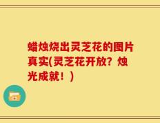 蜡烛烧出灵芝花的图片真实(灵芝花开放？烛光成就！)