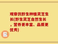 观察仿野生种植灵芝生长(野生灵芝自然生长，营养更丰富、品质更优秀)