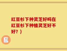红豆杉下种灵芝好吗在红豆杉下种植灵芝好不好？)