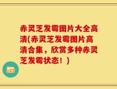 赤灵芝发霉图片大全高清(赤灵芝发霉图片高清合集，欣赏多种赤灵芝发霉状态！)