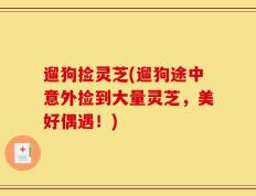 遛狗捡灵芝(遛狗途中意外捡到大量灵芝，美好偶遇！)