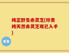 纯正野生赤灵芝(珍贵纯天然赤灵芝现已入手)
