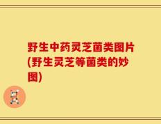 野生中药灵芝菌类图片(野生灵芝等菌类的妙图)