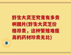 野生大灵芝究竟有多贵啊图片(野生大灵芝价格昂贵，这种繁殖难度高的药材珍贵无比)