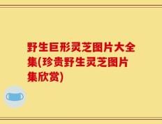 野生巨形灵芝图片大全集(珍贵野生灵芝图片集欣赏)
