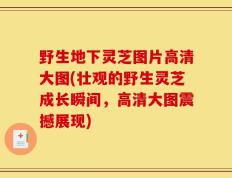野生地下灵芝图片高清大图(壮观的野生灵芝成长瞬间，高清大图震撼展现)