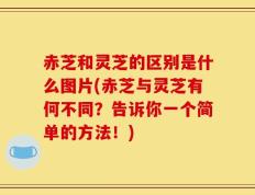 赤芝和灵芝的区别是什么图片(赤芝与灵芝有何不同？告诉你一个简单的方法！)