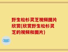 野生松杉灵芝视频图片欣赏(欣赏野生松杉灵芝的视频和图片)