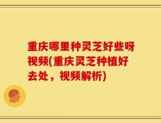 重庆哪里种灵芝好些呀视频(重庆灵芝种植好去处，视频解析)