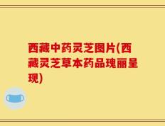 西藏中药灵芝图片(西藏灵芝草本药品瑰丽呈现)
