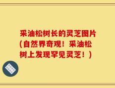 采油松树长的灵芝图片(自然界奇观！采油松树上发现罕见灵芝！)