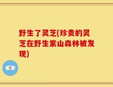 野生了灵芝(珍贵的灵芝在野生紫山森林被发现)