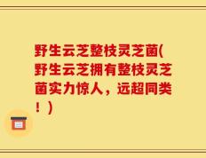 野生云芝整枝灵芝菌(野生云芝拥有整枝灵芝菌实力惊人，远超同类！)