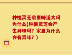 种植灵芝家里味道大吗为什么(种植灵芝会产生异味吗？家里为什么会有异味？)