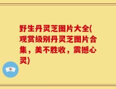 野生丹灵芝图片大全(观赏级别丹灵芝图片合集，美不胜收，震撼心灵)