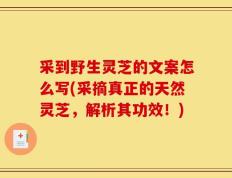 采到野生灵芝的文案怎么写(采摘真正的天然灵芝，解析其功效！)