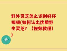 野外灵芝怎么识别好坏视频(如何认出优质野生灵芝？（视频教程）)