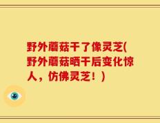 野外蘑菇干了像灵芝(野外蘑菇晒干后变化惊人，仿佛灵芝！)