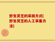 野生灵芝的采摘方式(野生灵芝的人工采集方法)
