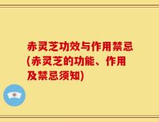赤灵芝功效与作用禁忌(赤灵芝的功能、作用及禁忌须知)