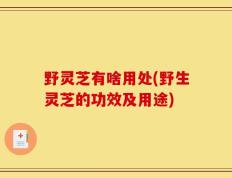 野灵芝有啥用处(野生灵芝的功效及用途)